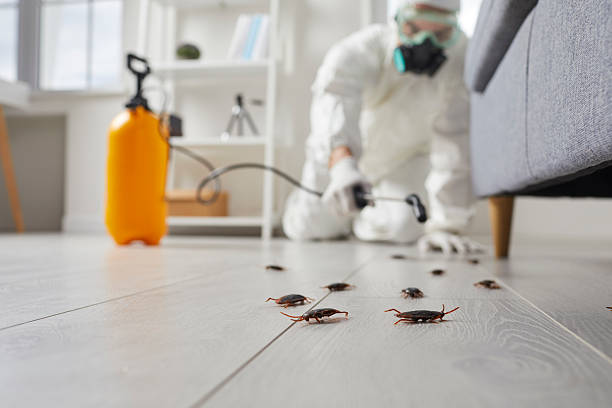 Affordable Termite Control solutions in Forsyth, IL